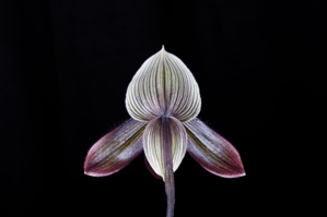 Paphiopedilum Petulas Sensation Ebony Queen HCC/AOS 77 pts. Reverse